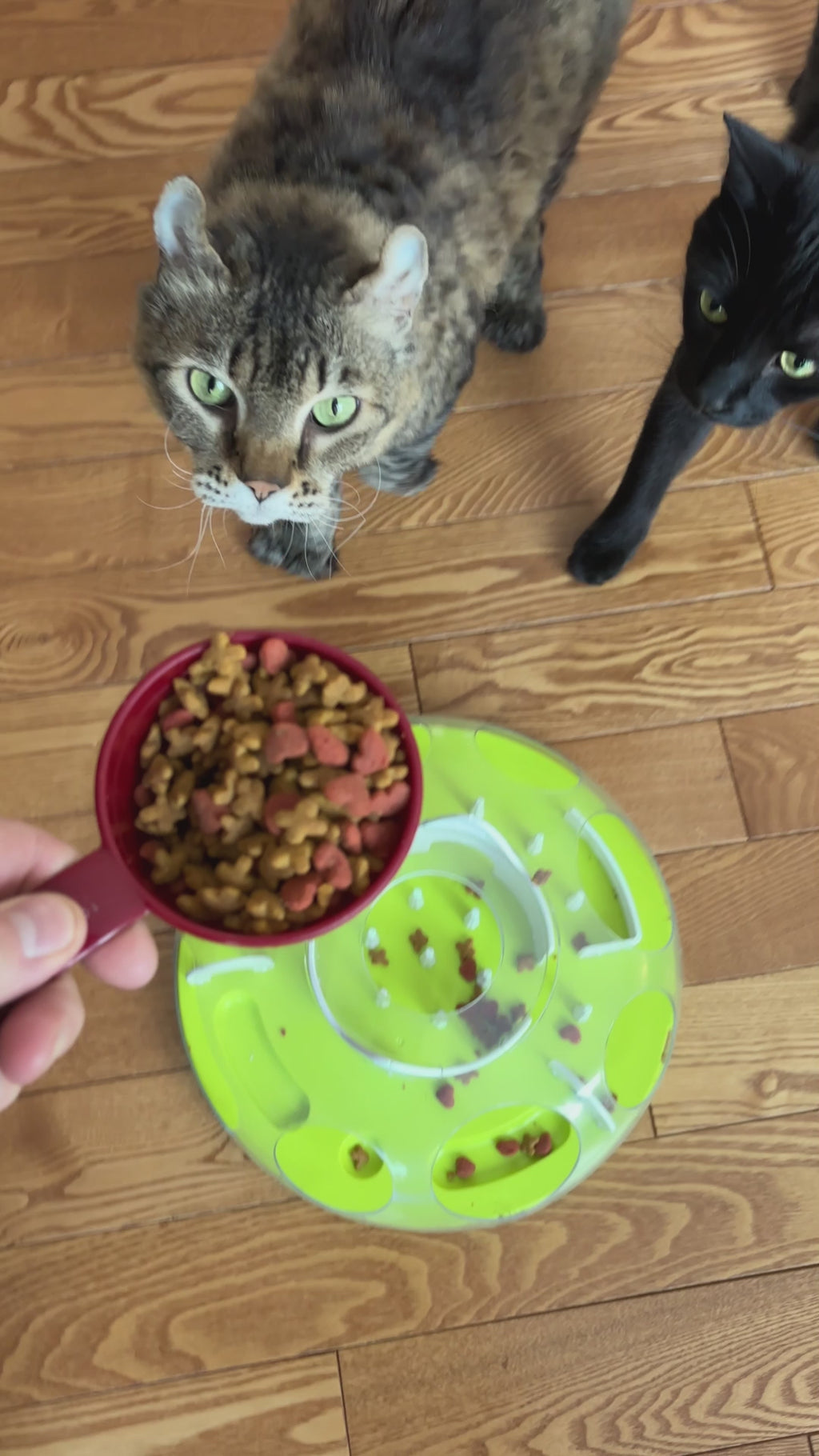 Fully Customizable Slow Feeder Maze Toy - Treat Puzzle Game