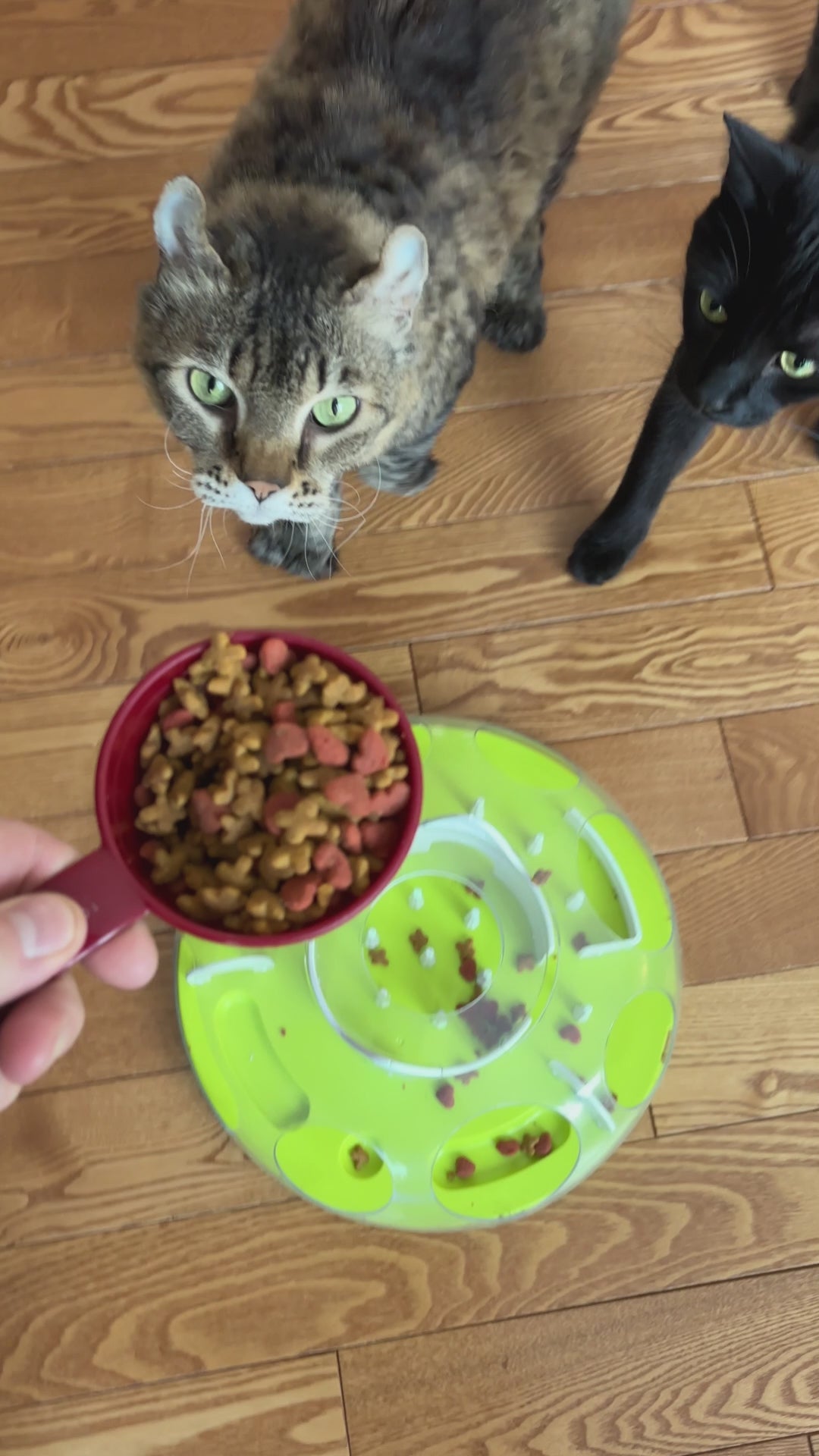 Fully Customizable Slow Feeder Maze Toy - Treat Puzzle Game